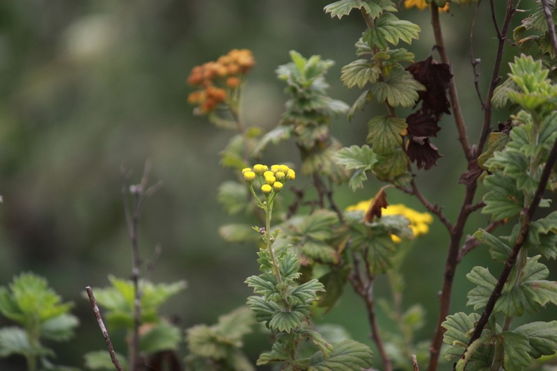 Schistostephium rotundifolium photo 5