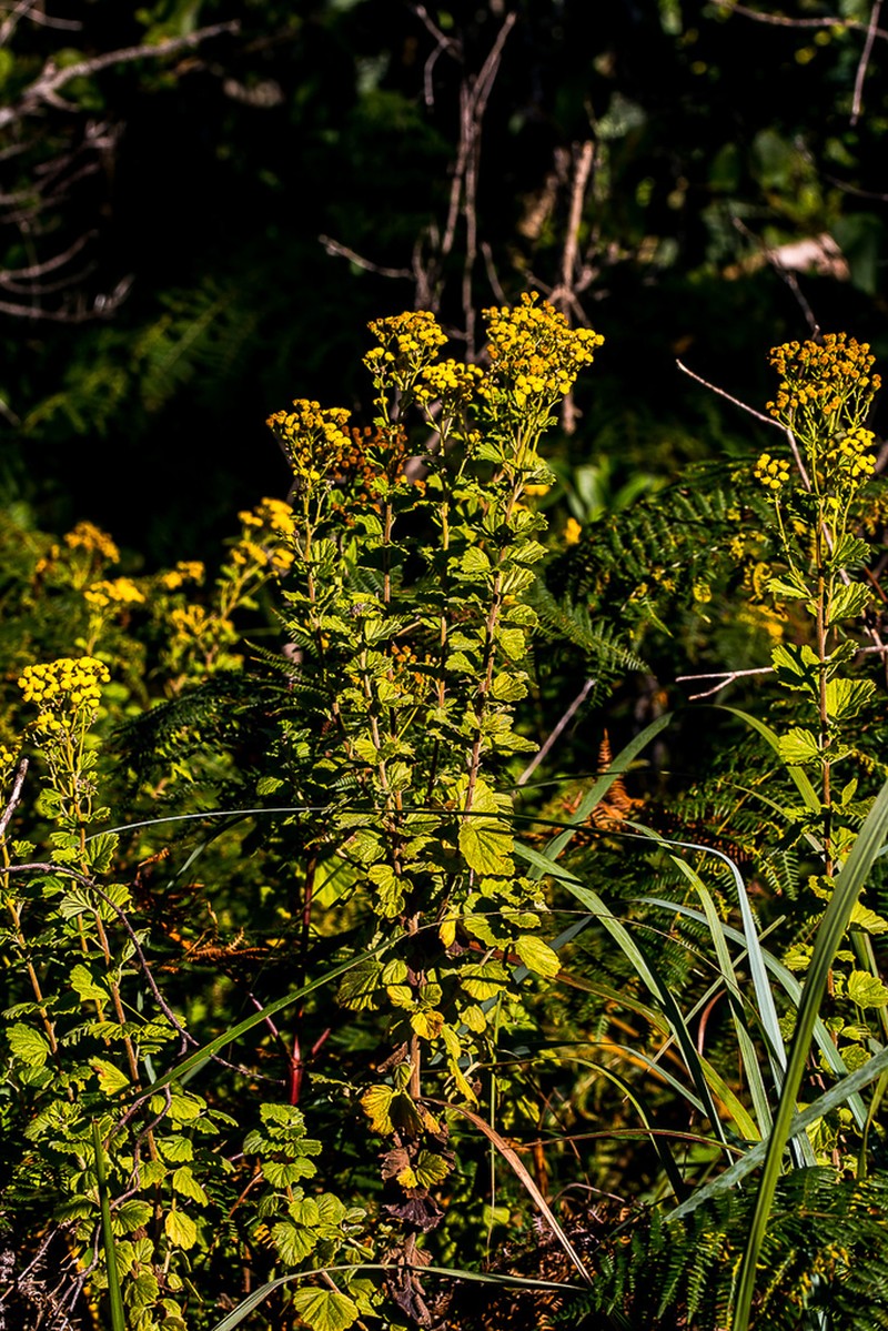 Schistostephium rotundifolium photo 6