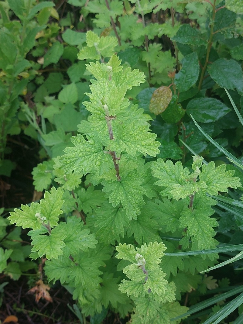 Schistostephium rotundifolium photo 7