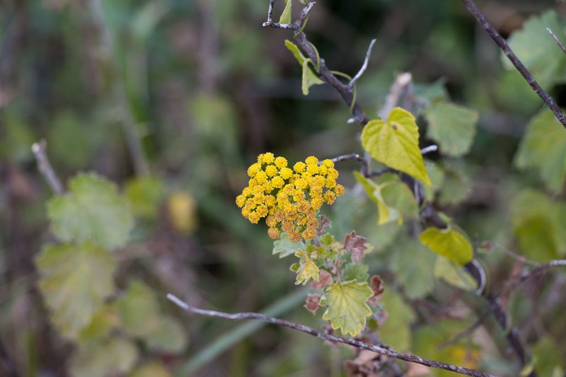 Schistostephium rotundifolium photo 8