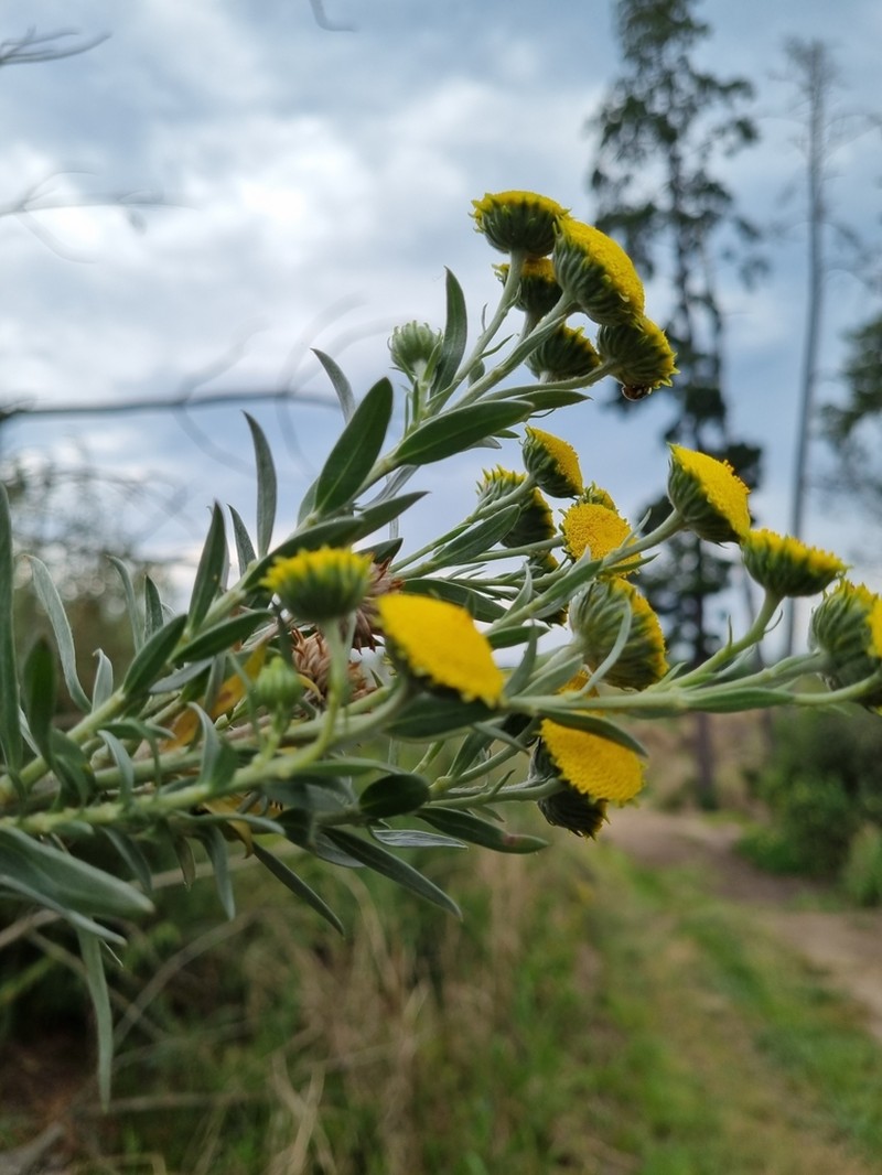 Schistostephium umbellatum