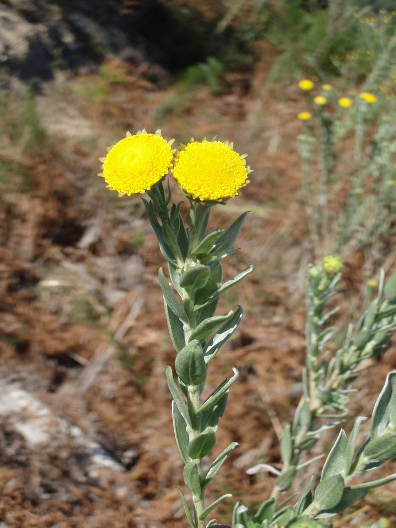 Schistostephium umbellatum photo 2