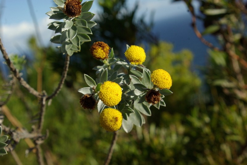 Schistostephium umbellatum photo 3