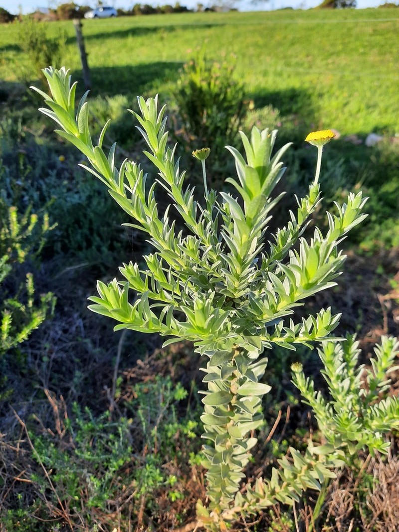 Schistostephium umbellatum photo 4
