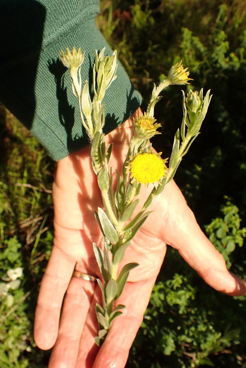 Schistostephium umbellatum photo 5