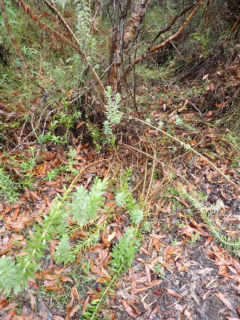 Schistostephium umbellatum photo 6