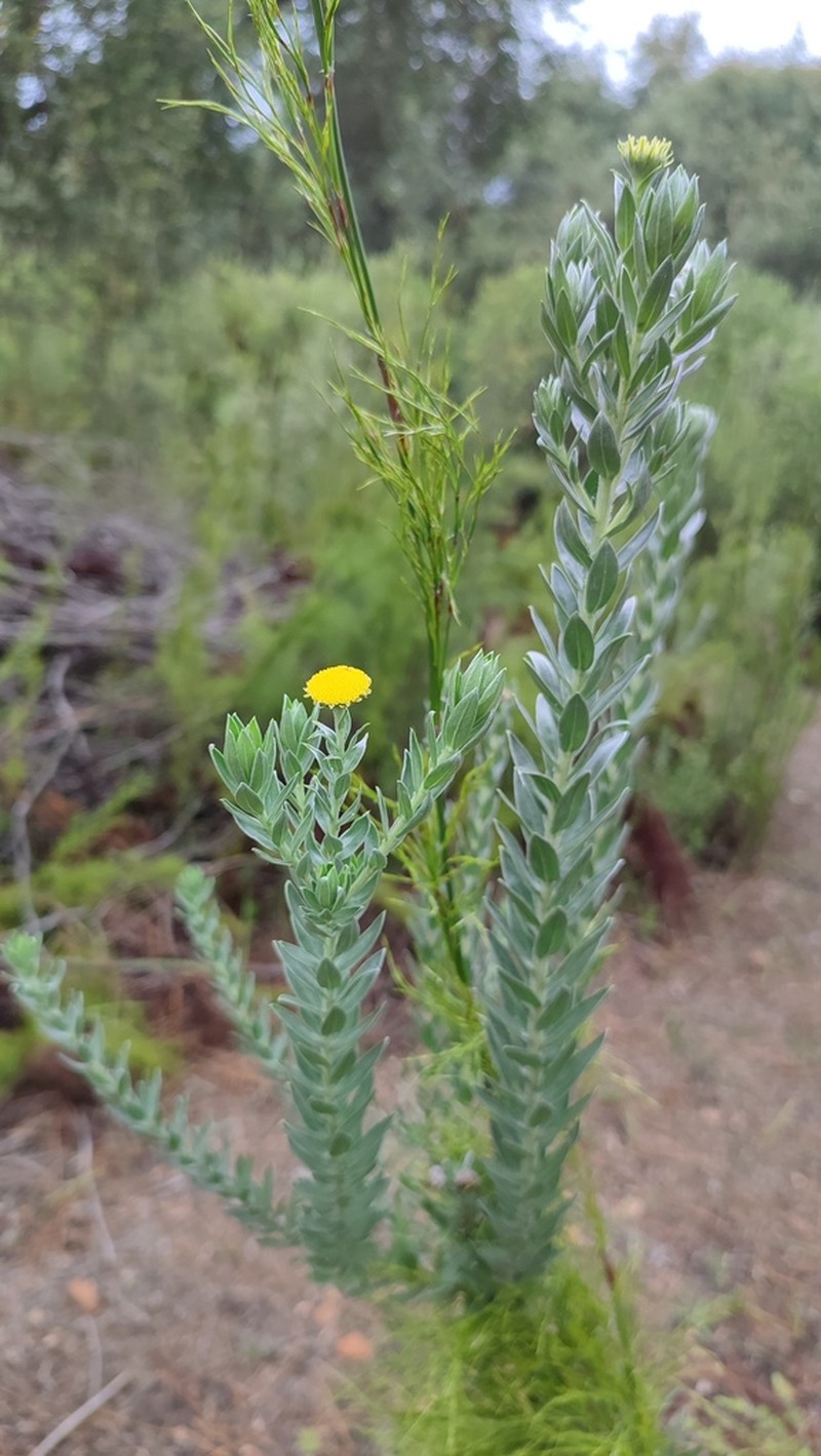 Schistostephium umbellatum photo 7