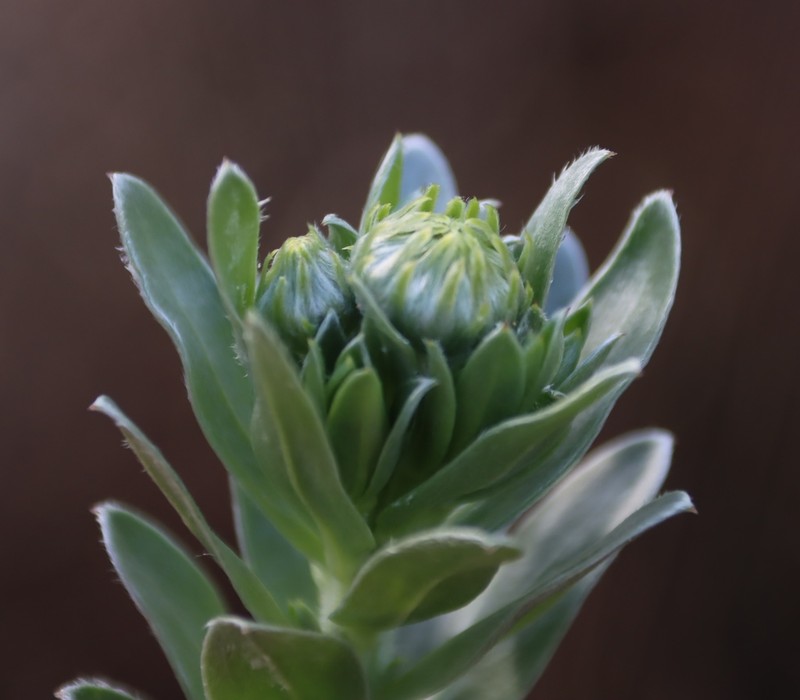 Schistostephium umbellatum photo 8