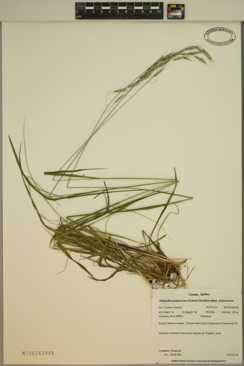 Schizachne purpurascens subsp. purpurascens photo 2