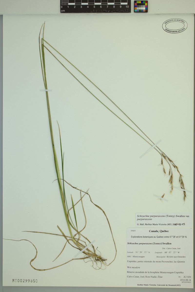 Schizachne purpurascens subsp. purpurascens photo 3