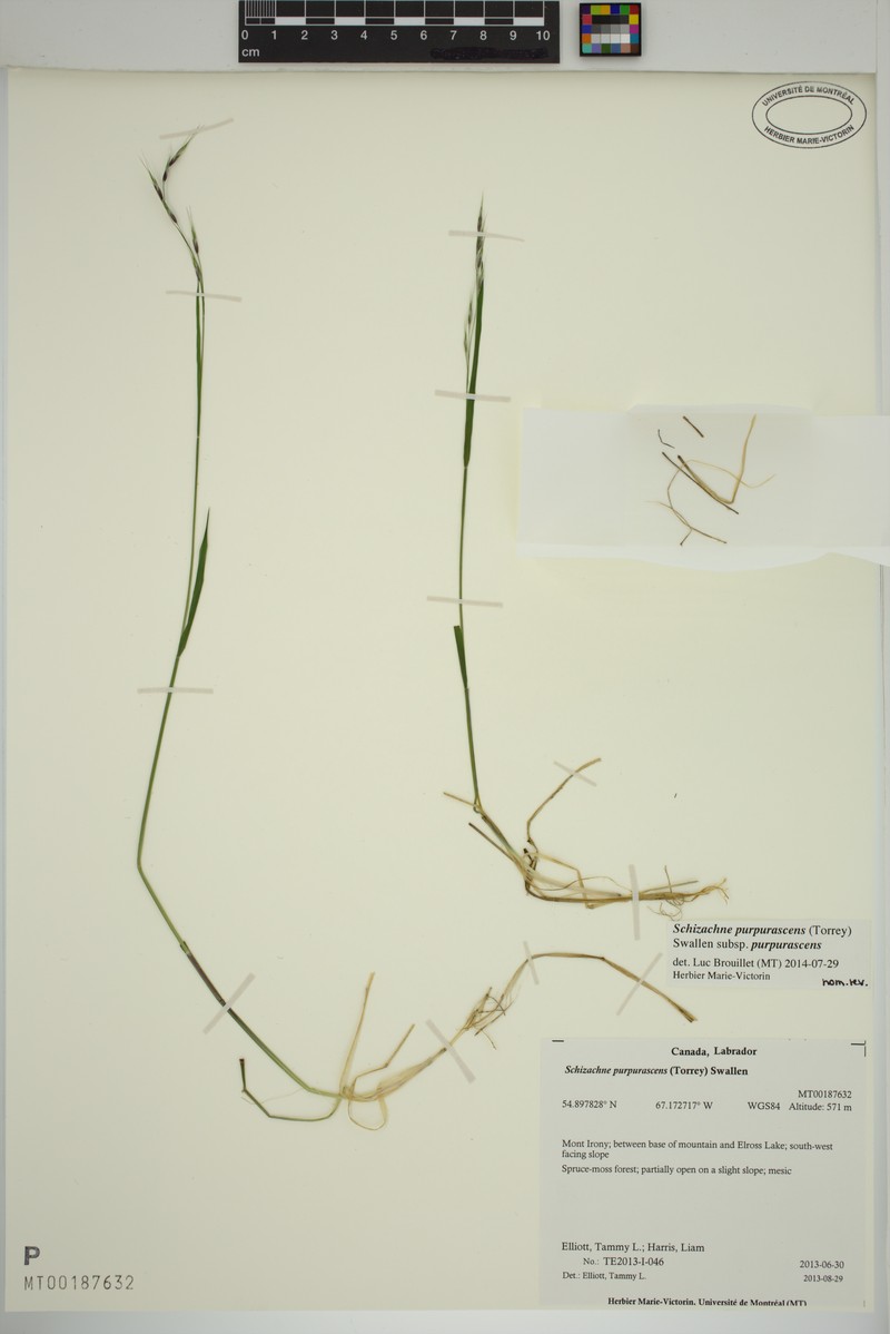 Schizachne purpurascens subsp. purpurascens photo 4