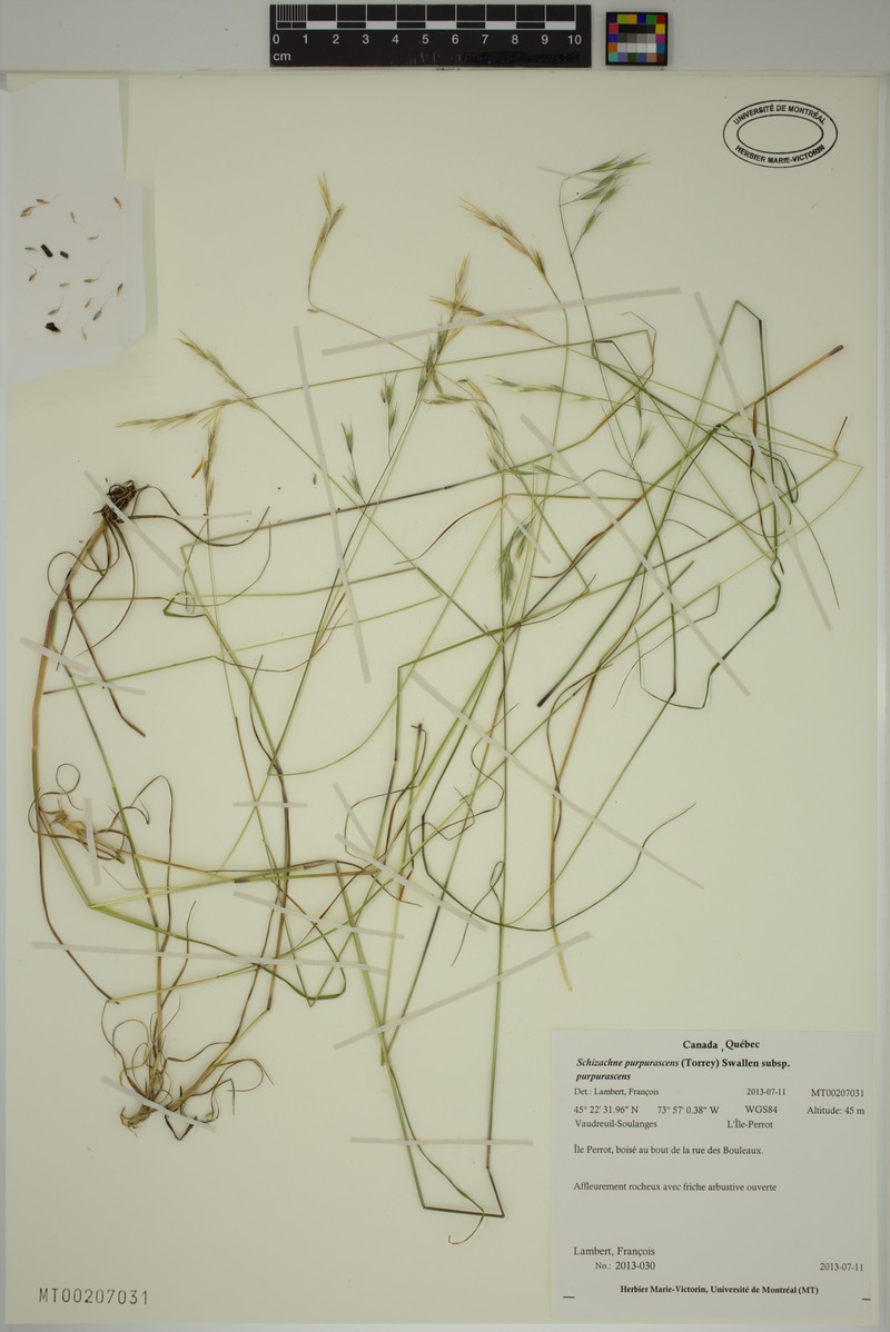 Schizachne purpurascens subsp. purpurascens photo 5