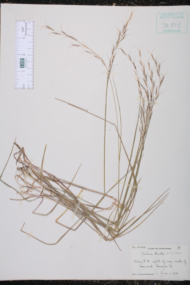 Schizachne purpurascens subsp. purpurascens photo 6
