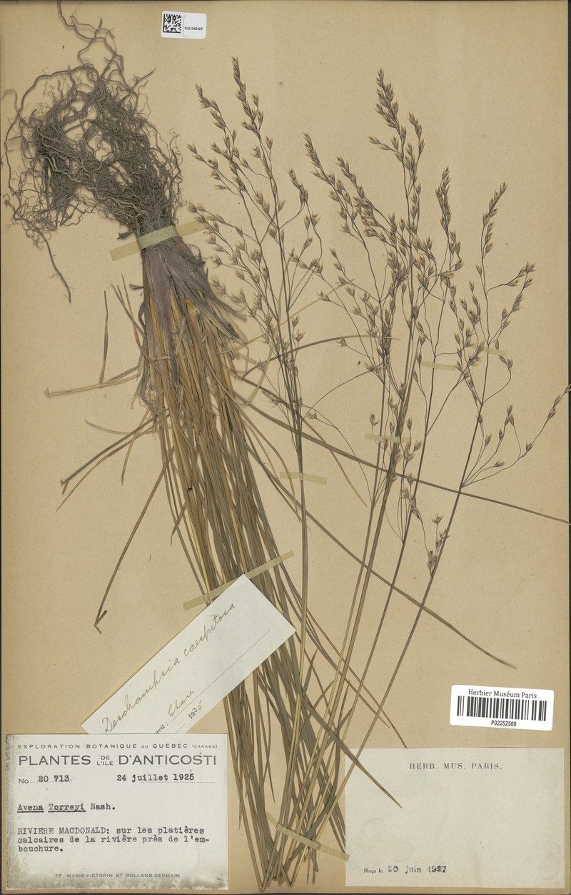 Schizachne purpurascens subsp. purpurascens photo 7