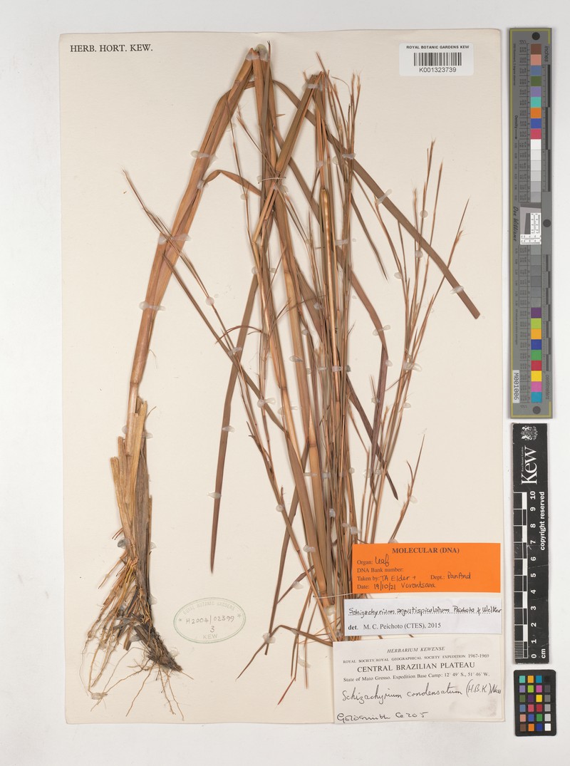Schizachyrium angustispiculatum