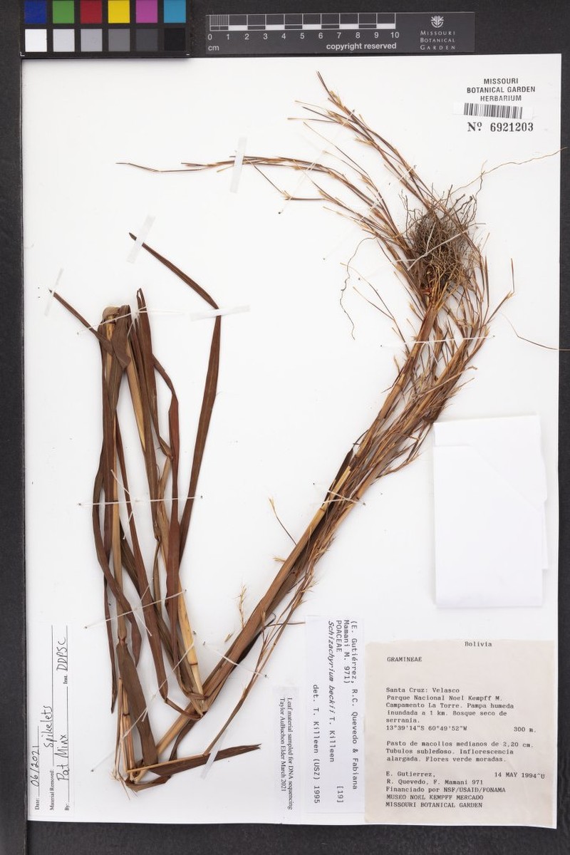 Schizachyrium beckii photo 2