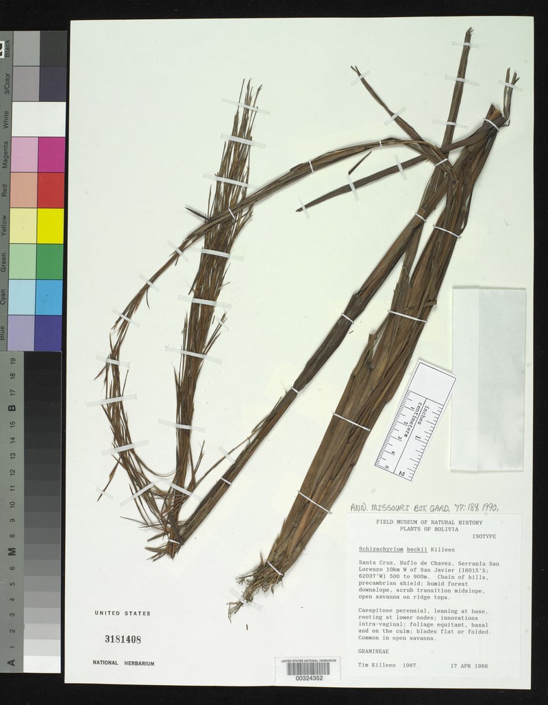 Schizachyrium beckii