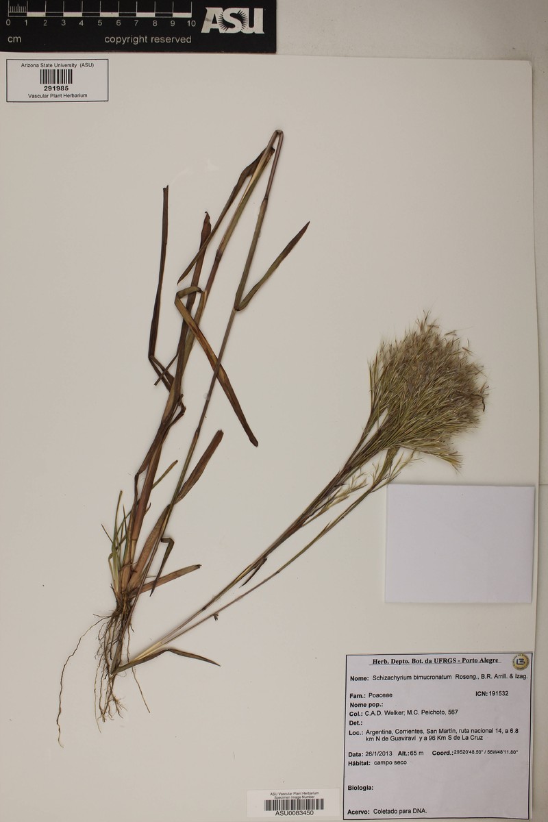 Schizachyrium bimucronatum