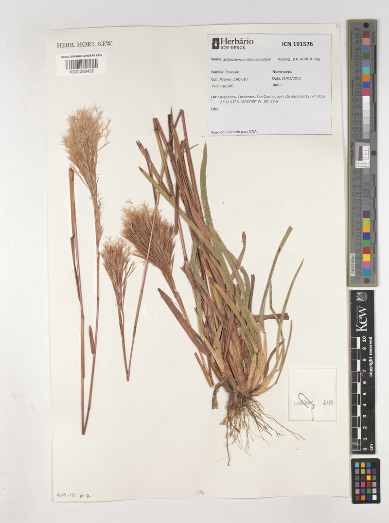 Schizachyrium bimucronatum photo 2