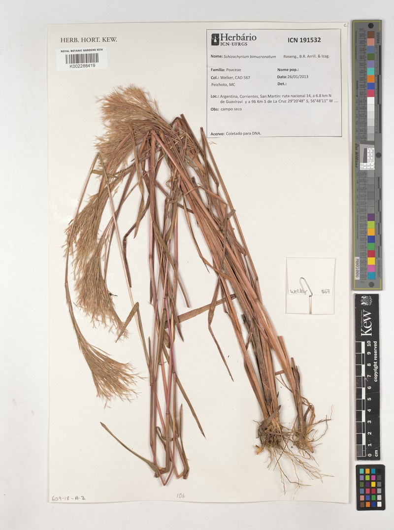Schizachyrium bimucronatum photo 3