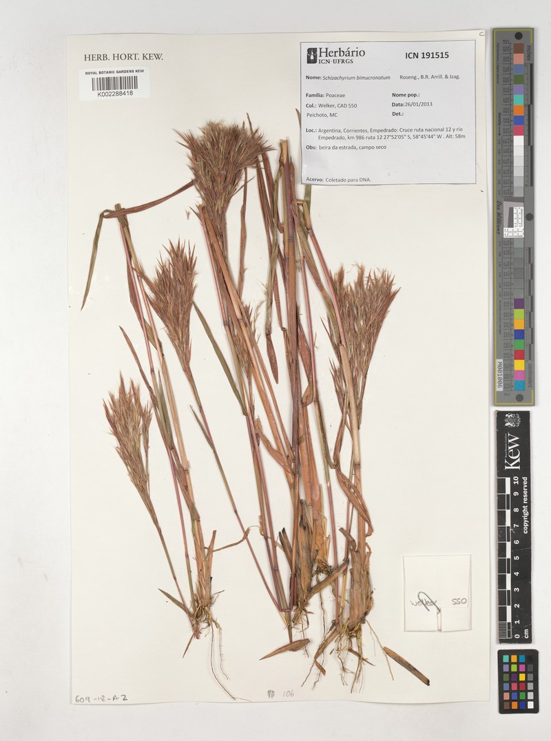 Schizachyrium bimucronatum photo 4