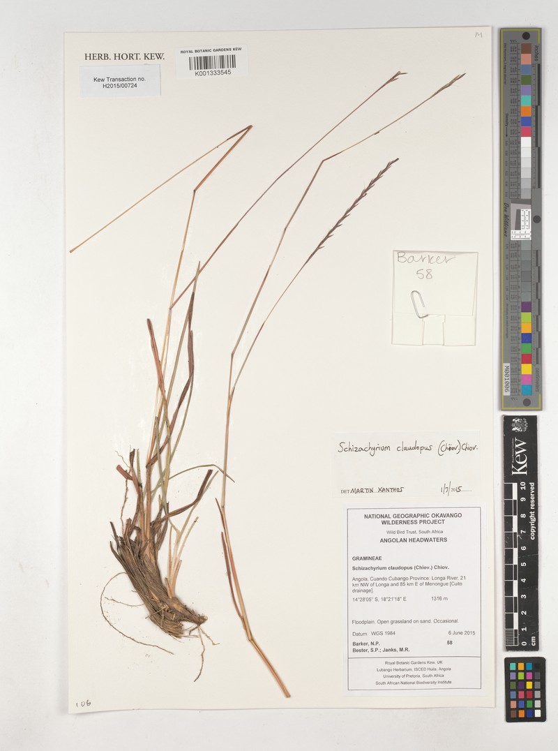Schizachyrium claudopus