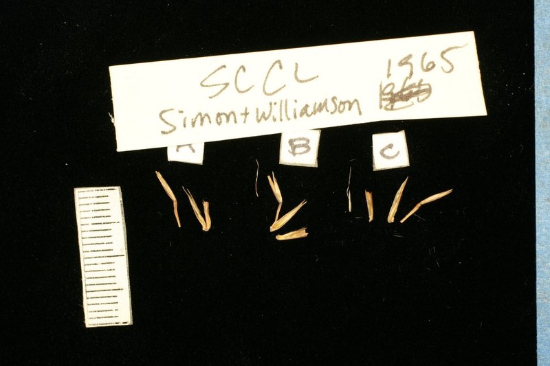 Schizachyrium claudopus photo 2