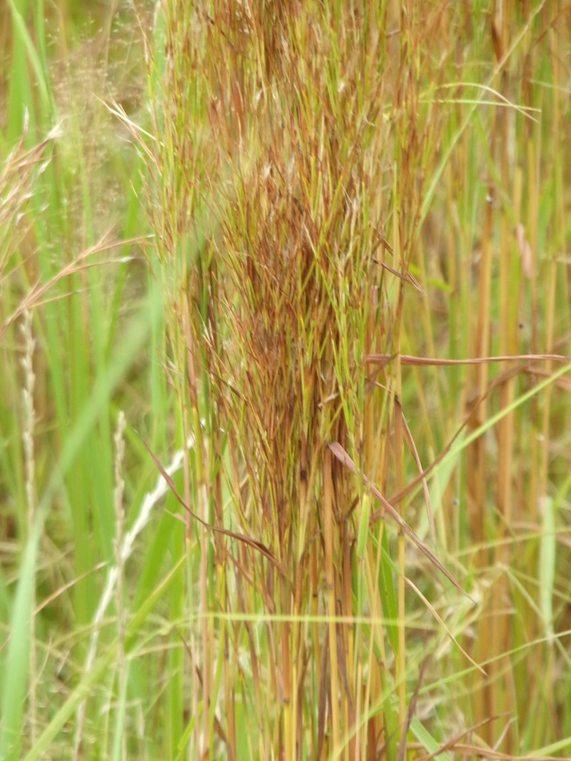 Colombian Bluestem photo 3