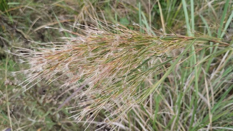 Colombian Bluestem photo 4
