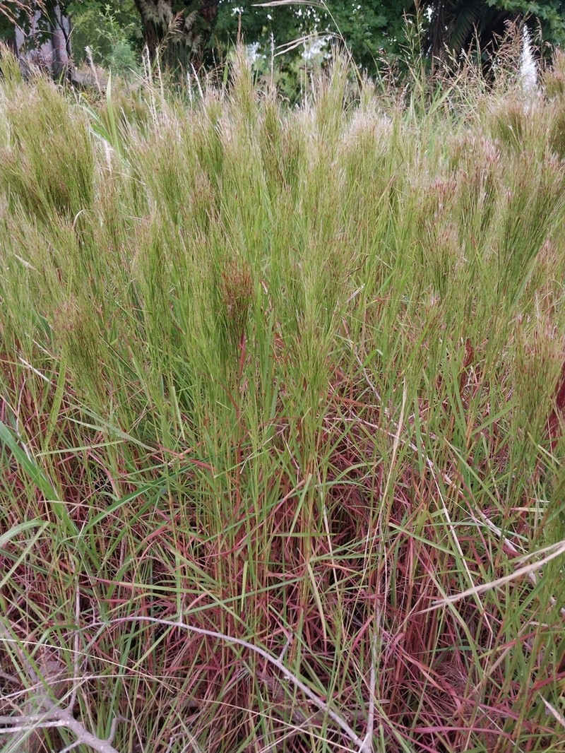 Colombian Bluestem photo 5