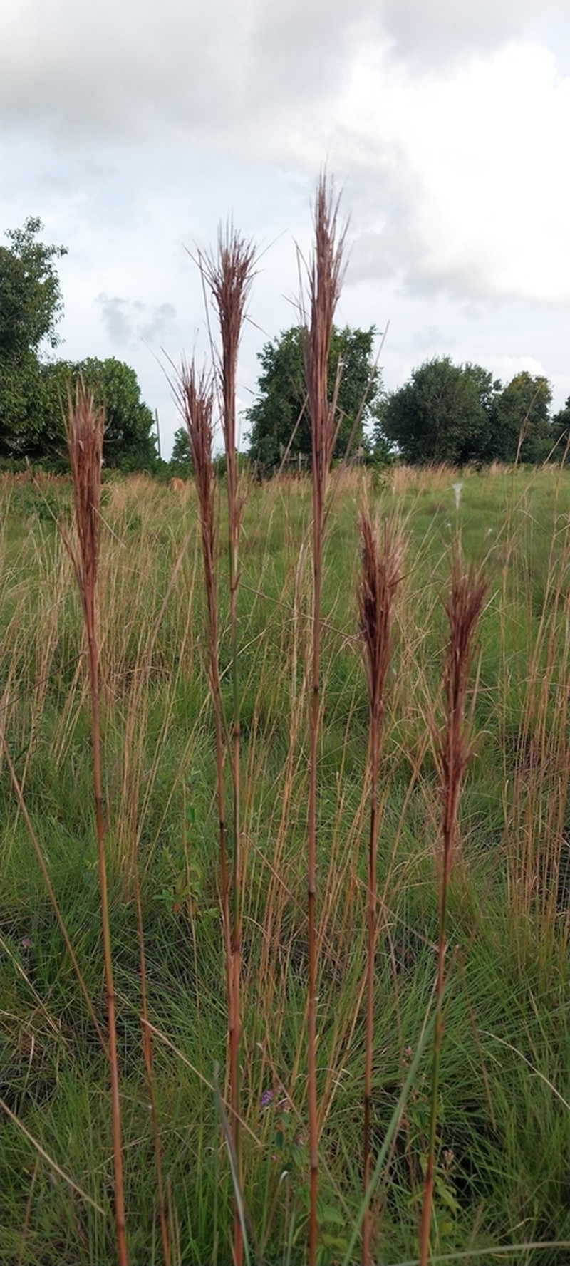 Colombian Bluestem photo 6