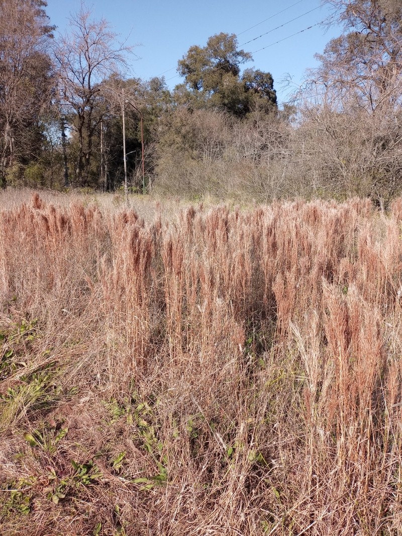 Colombian Bluestem photo 7