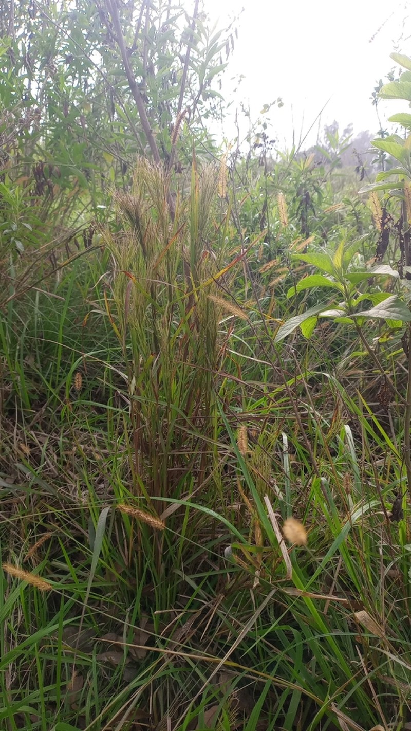 Colombian Bluestem photo 8