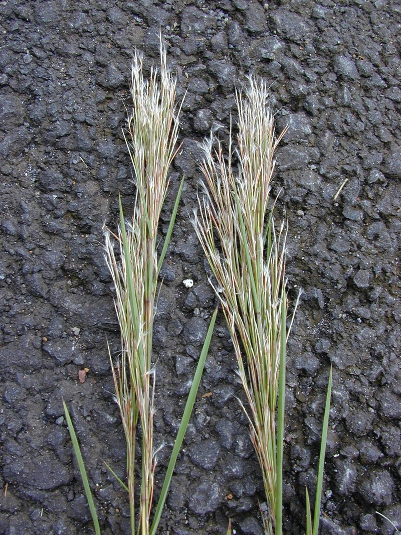 Colombian Bluestem photo 4