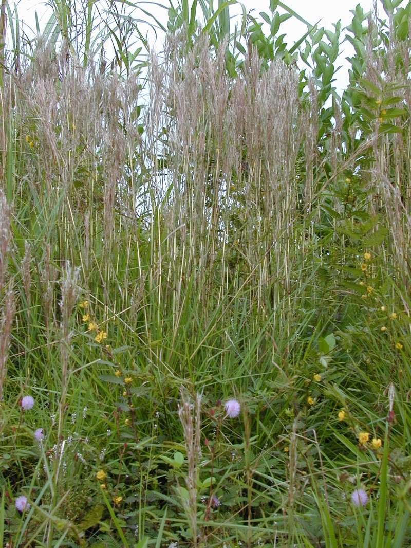 Colombian Bluestem photo 5
