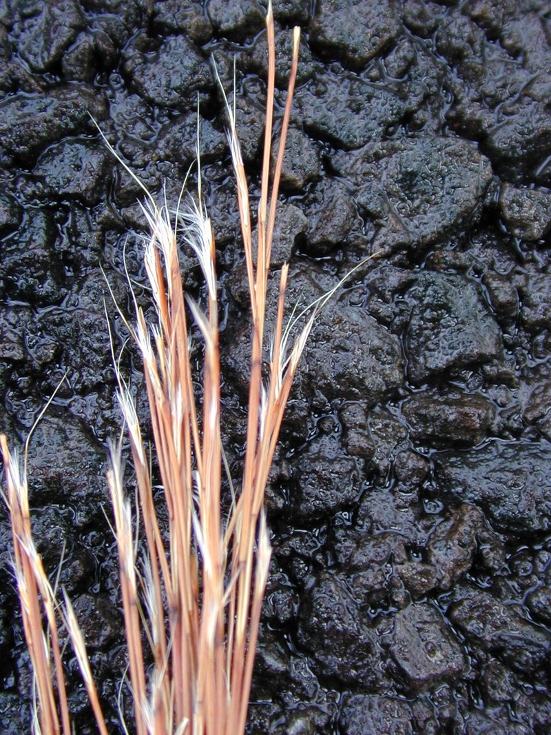 Colombian Bluestem photo 6