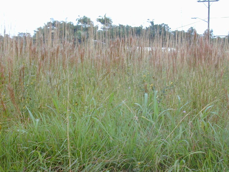Colombian Bluestem photo 7