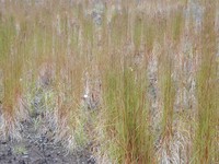 Colombian Bluestem