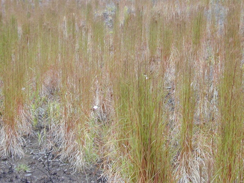 Colombian Bluestem