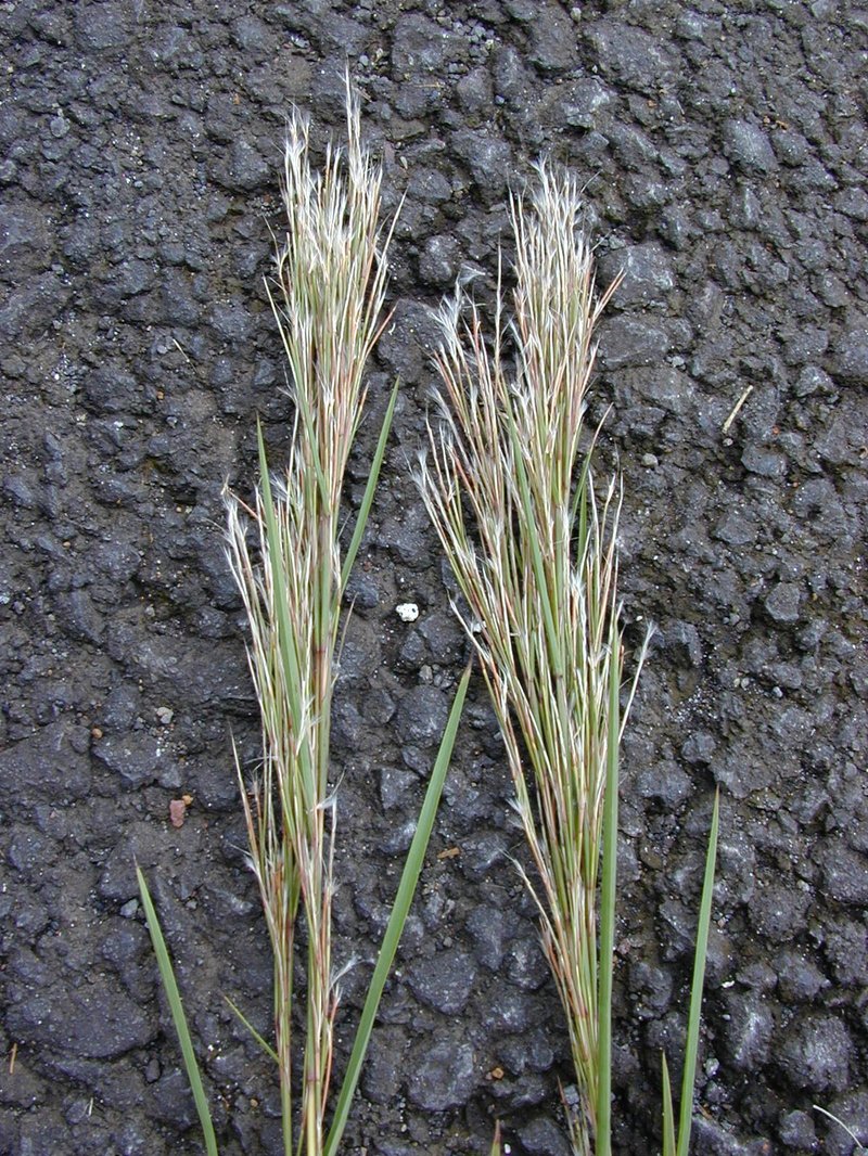 Colombian Bluestem photo 8
