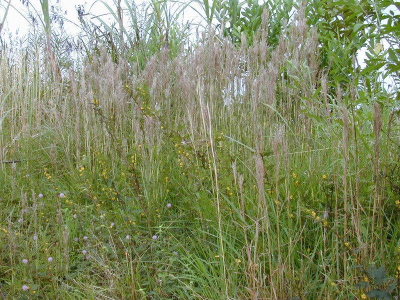 Colombian Bluestem photo 2