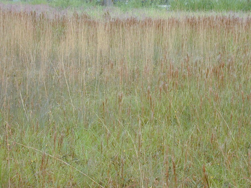 Colombian Bluestem photo 3