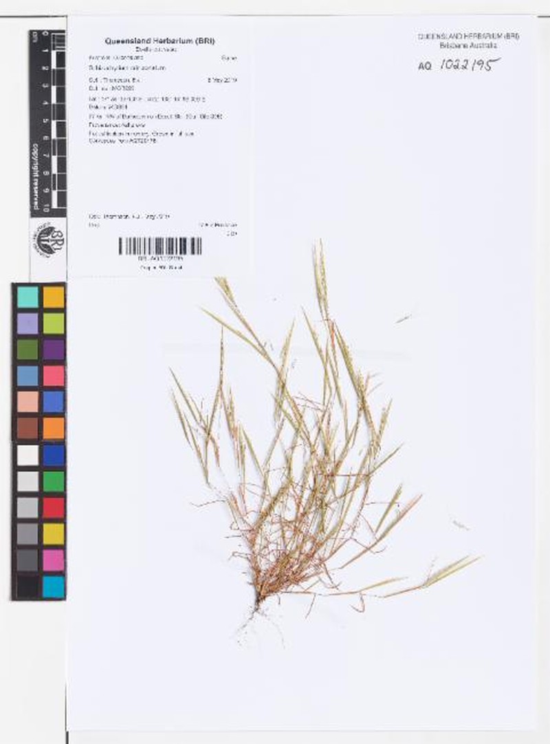 Schizachyrium crinizonatum photo 2