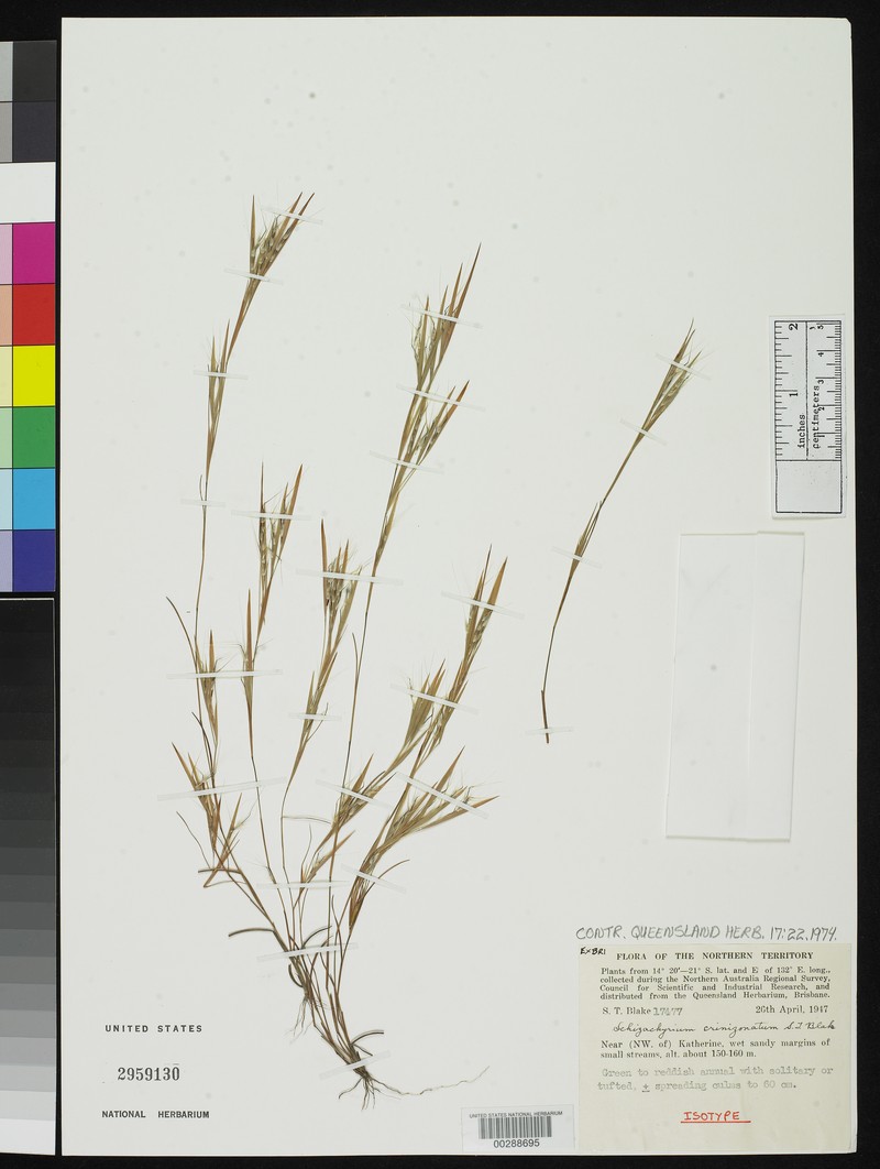 Schizachyrium crinizonatum