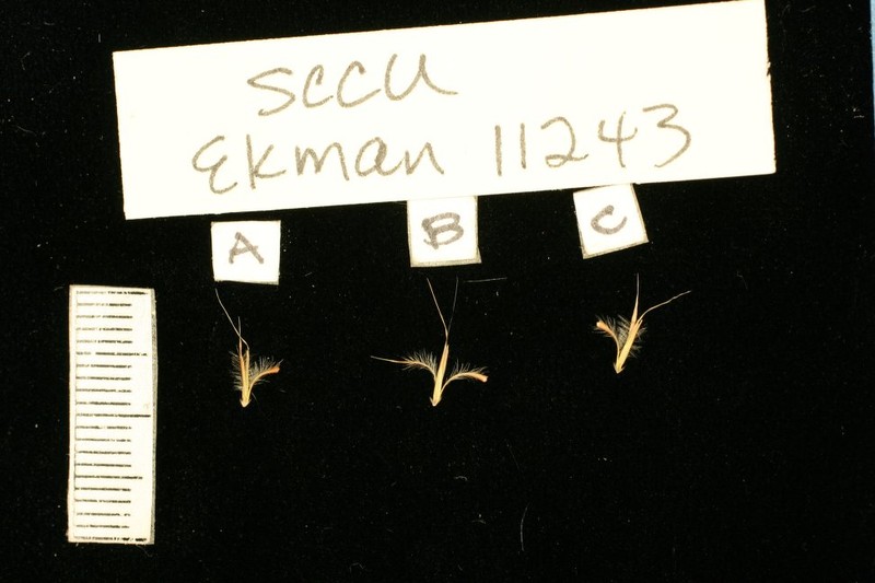 Schizachyrium cubense