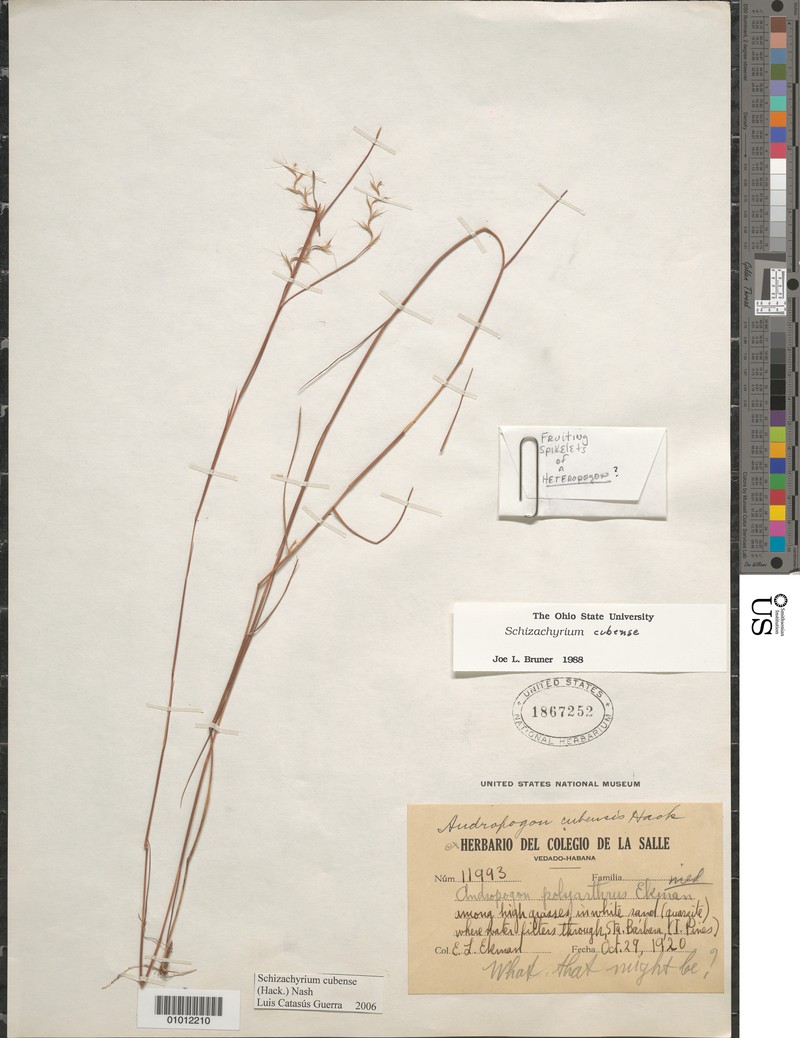 Schizachyrium cubense photo 2