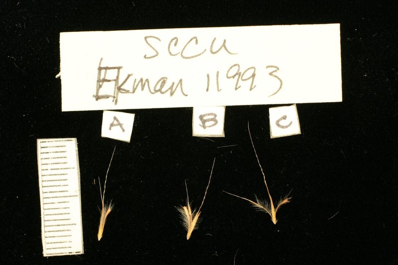 Schizachyrium cubense photo 3