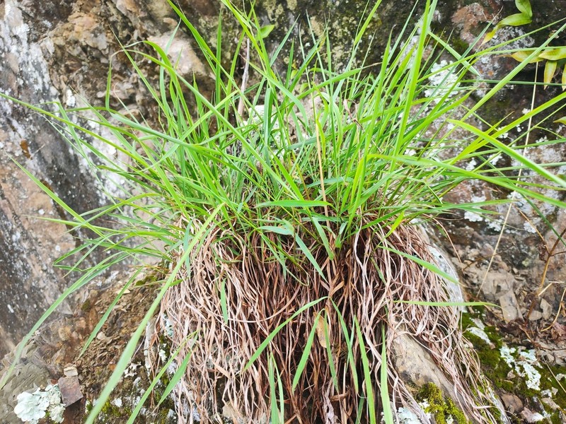 Schizachyrium delavayi photo 2