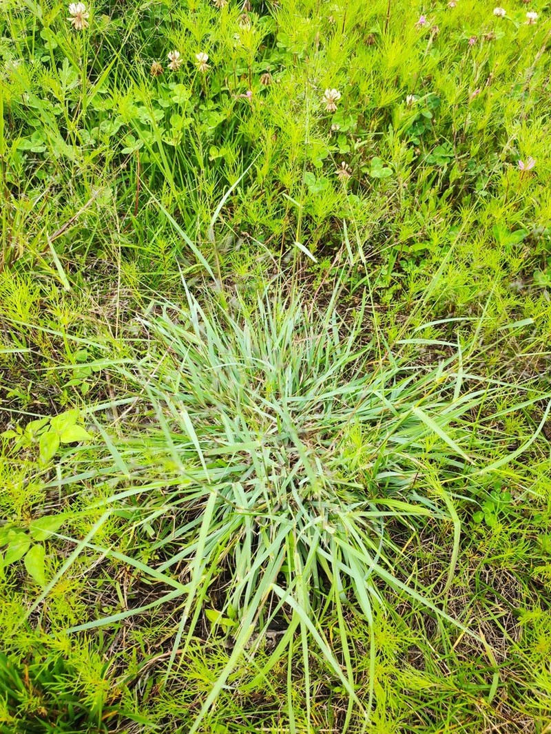 Schizachyrium delavayi photo 3
