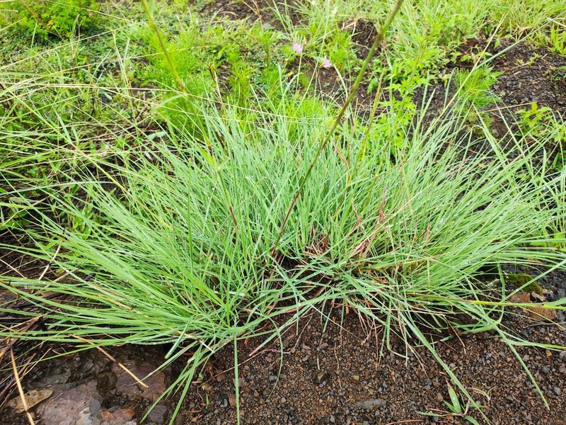 Schizachyrium delavayi photo 4